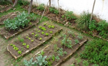 ASESORAMIENTO SOBRE HUERTA