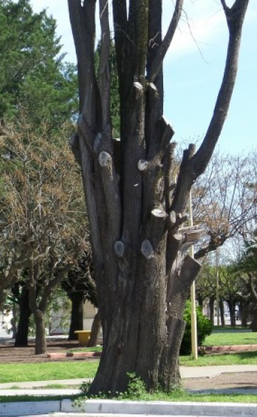 TALLER DE TALLADO EN MADERA