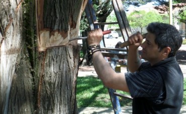 COMENZO LA TALLA SOBRE ARBOL EN LA PLAZA